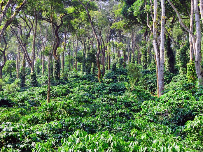 Plantation