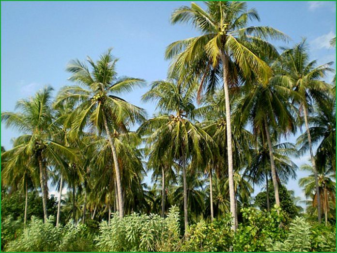 coconut tree