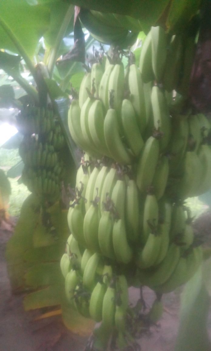 vivasayam bananan