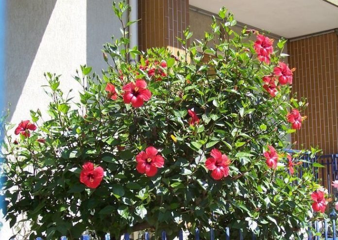 Hibiscus rosa-sinensis