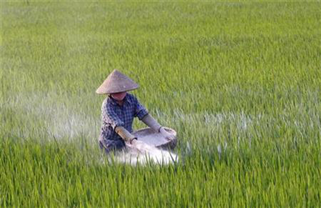 A farmer throws fertilizer on a rice paddy field in Dong Xung village, outside Hanoi, April 19, 2010. REUTERS/Kham