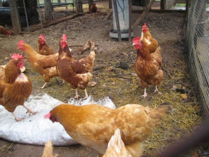 hen