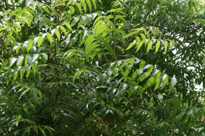 வேம்பு