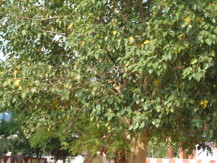 அரசமரம்
