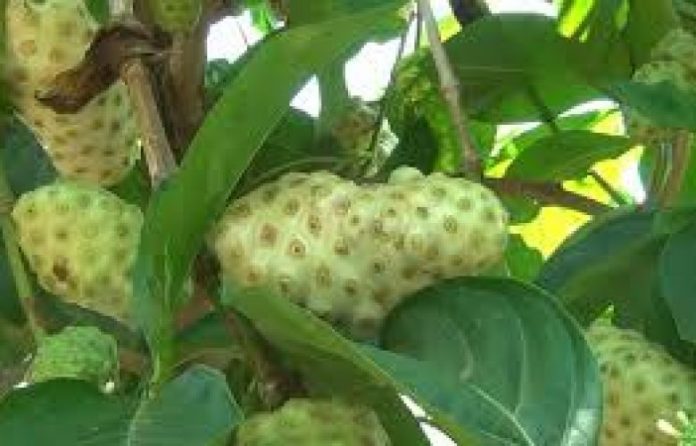 நோனி பழம்
