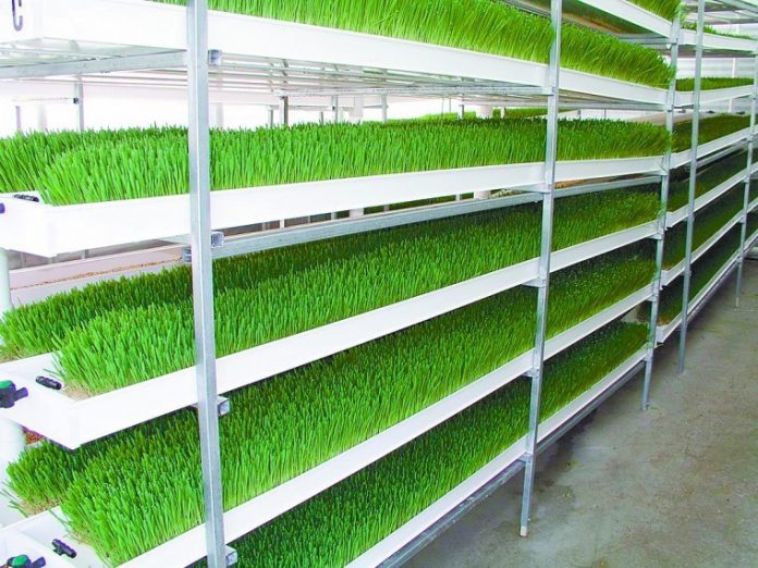 hydroponics