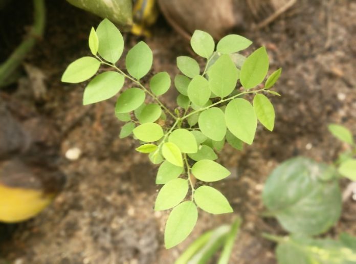 agrisakthi office thottam2