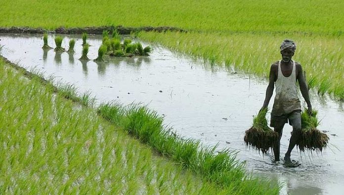 விவசாயம்