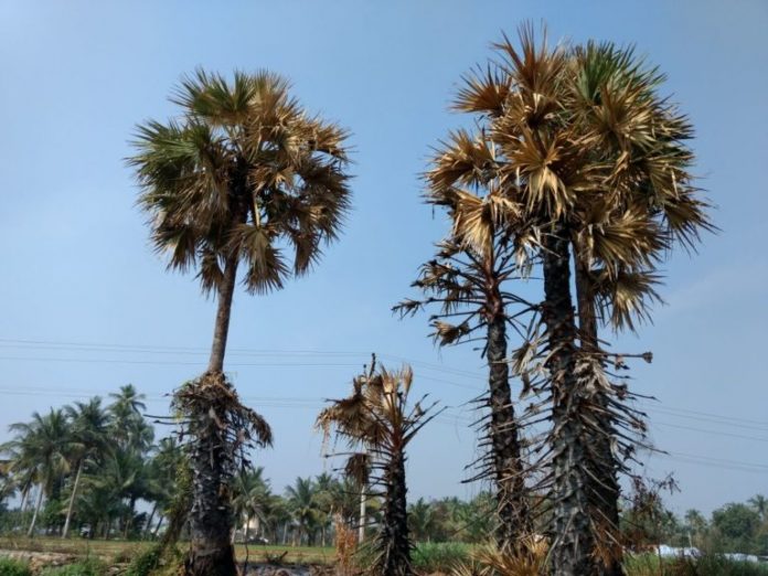 panai maram