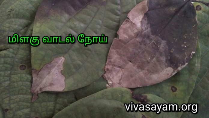 milagu