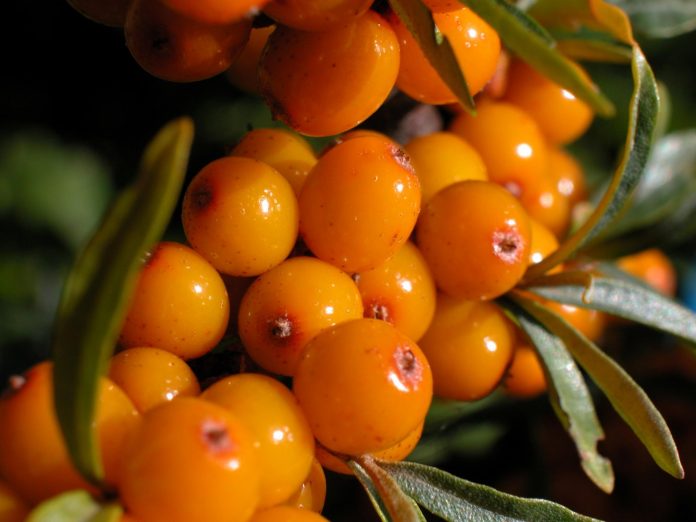 142007_Hippophae_rhamnoides