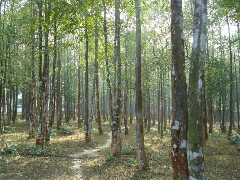 கரியமில வாயுவைக் குறைப்பதில் மரங்களின் பங்கு