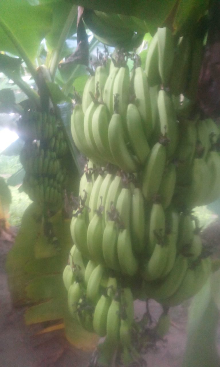 நாட்டு பச்சை வாழை விற்பனைக்கு!