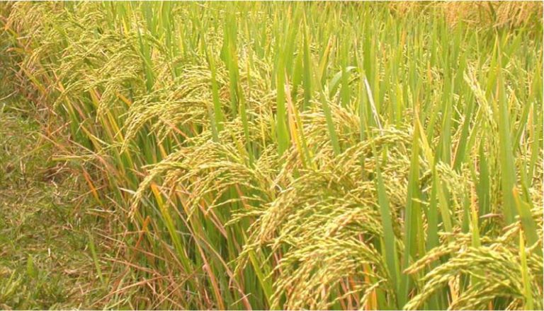 பின்சம்பா நெல்- பகுதி 2