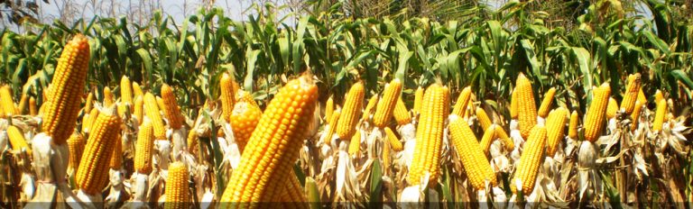 மக்காச்சோளம்