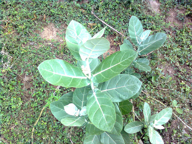 வெள்ளை எருக்கன் – மருத்துவகுணம்