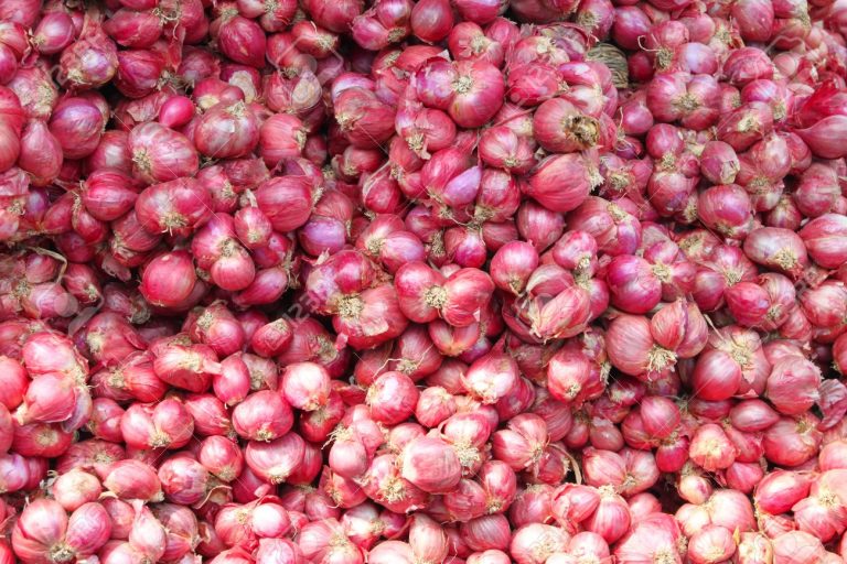 சின்னவெங்காயத்தை விதைகள் மூலம் நடவு செய்யலாமா?