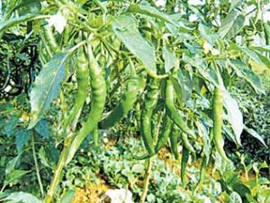 பசுமை குடிலில் பச்சை மிளகாய் – காணொளி
