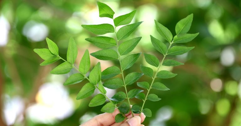 கறிவேப்பிலை  (Murraya Koenigii)