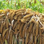 சிறுதானிய அரிசி காய்கறிச் சாதம்