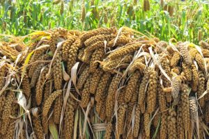 சிறுதானிய அரிசி காய்கறிச் சாதம்