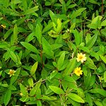 🌿 கரிசலங்கண்ணியின் ஆரோக்கிய நன்மைகள்