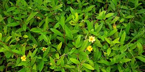 🌿 கரிசலங்கண்ணியின் ஆரோக்கிய நன்மைகள்