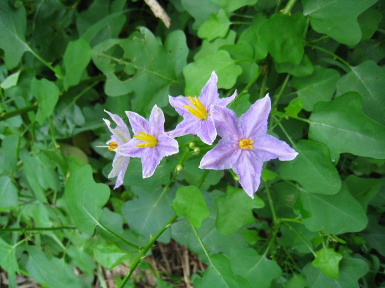 தூதுவளையின் நன்மைகள் (Solanum trilobatum)