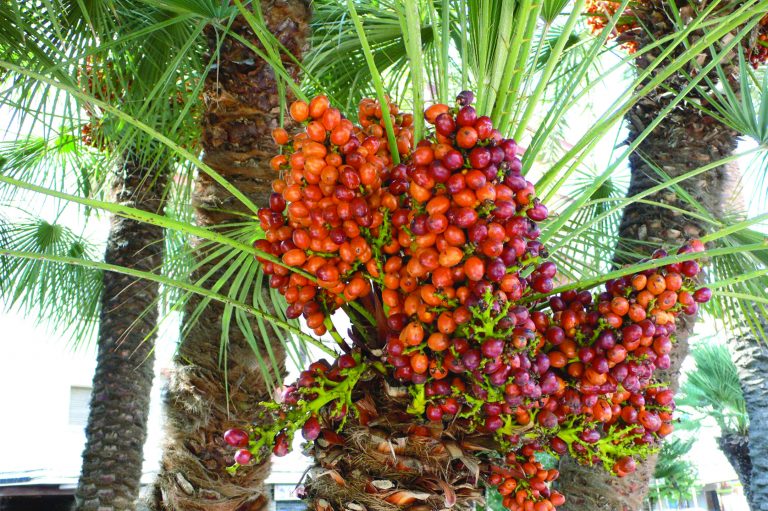 முதல் உற்பத்தியில் 800 டன் பேரிச்சை : ராஜஸ்தான்