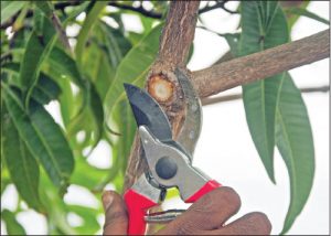 மாஞ்செடி பதியம் போடும் முறை