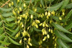 காணொளி – வேப்பங் கொட்டை முக்கியத்துவம்