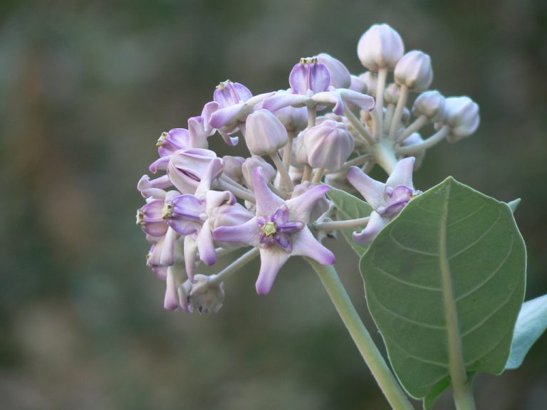இயற்கை பூச்சிவிரட்டி தயாரிப்பு..!