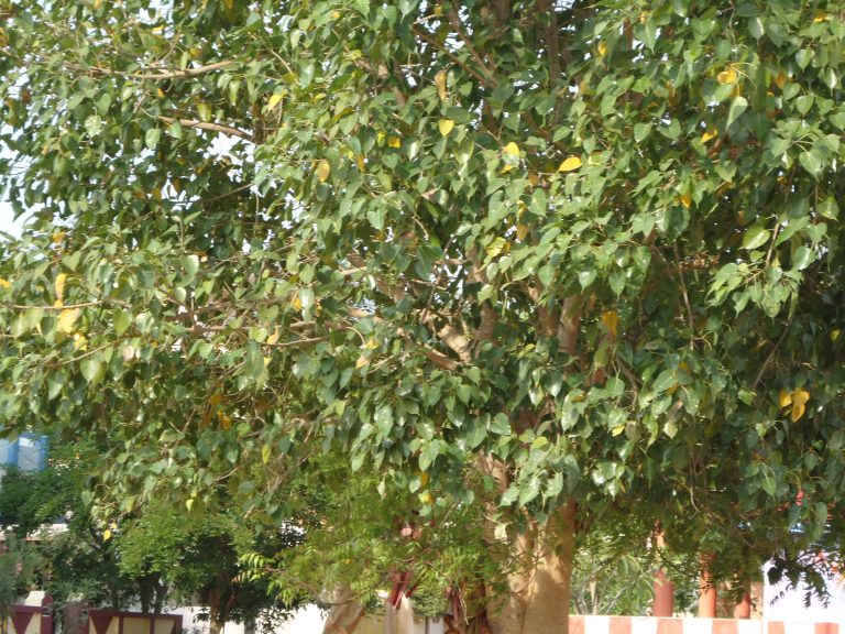 உயிர்க்காற்று இலவசம்.. ஆரோக்கியம் தரும் அரசமரம்..!