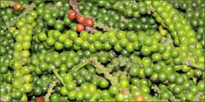 மிளகு மருத்துவப்பலன்கள்