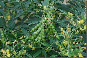 வறண்ட நிலத்திலும் செழிப்பாக வளரும் துவரை!