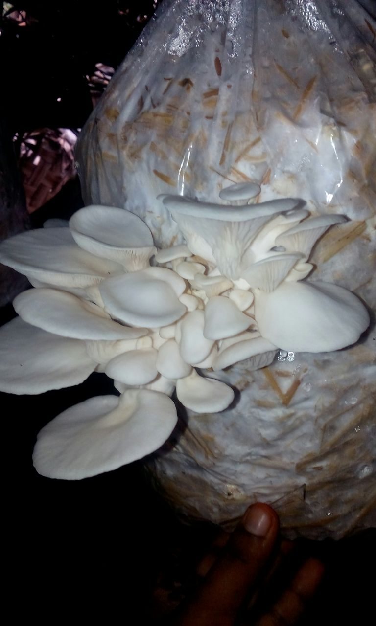 செலவில்லாமல் சிப்பிக்காளான் வளர்ப்பு