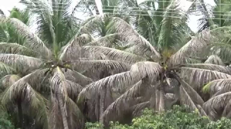 எண்ணெய் வித்துப்பயிர்களைத் தாக்கும் பூச்சி மற்றும் நோய்கள் (Pest and diseases of oil seed crops):