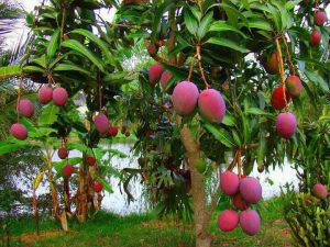 கிருஷ்ணகிரி மாவட்டத்தில் மா விவசாயிகள் வேதனை