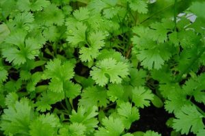 கொத்தமல்லி