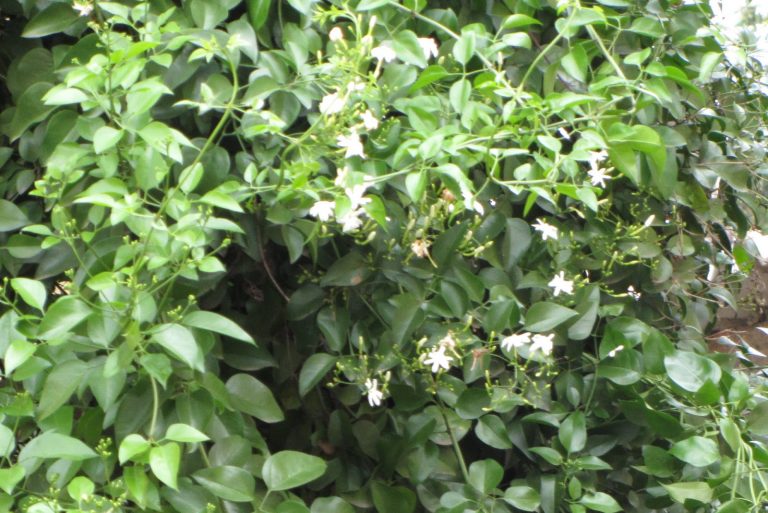 முல்லை