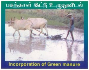 வயலை ஏர் உழுது நடவு செய்ய!