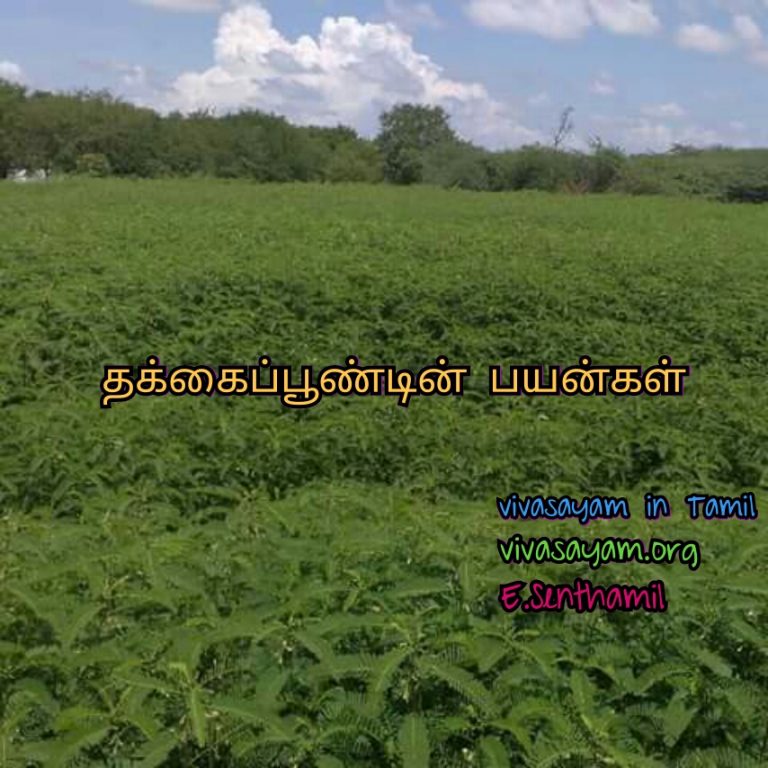 பசுந்தாள் உரம் தக்கைப்பூண்டு!