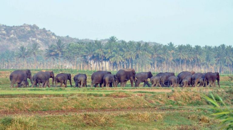 கிருஷ்ணகிரி மாவட்டதில் யானைகளால் வீணாகும் தக்காளியும், மாமரங்களும்