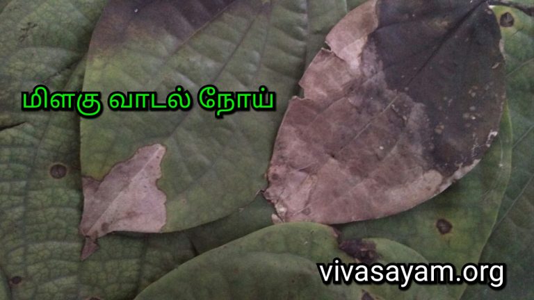 நஞ்சில்லா வேளாண்மை முறையில் மிளகு வாடல் நோய் மேலாண்மை