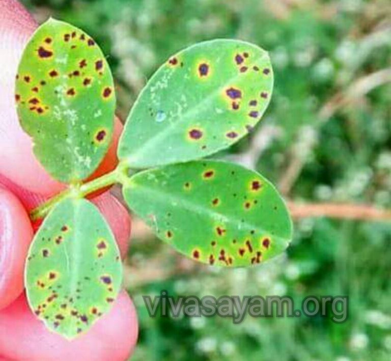 கவனிக்கத் தவறிய கடலையின் டிக்கா இலைப்புள்ளி நோய்