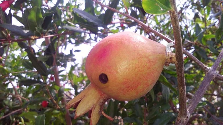 மாதுளை பழத்துளைப்பான் நோய் மேலாண்மை