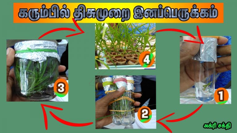 திசுமுறை பயிர் வளர்ப்பு பயன்கள்