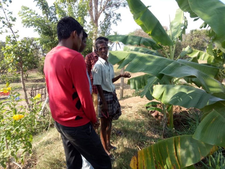 மீன் குட்டையின் மீது நாட்டுக்கோழி வளர்ப்பு
