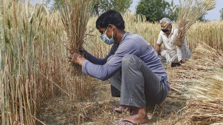 கொரோனா தொற்றுநோயும் இந்திய விவசாயமும்! (பகுதி-2)