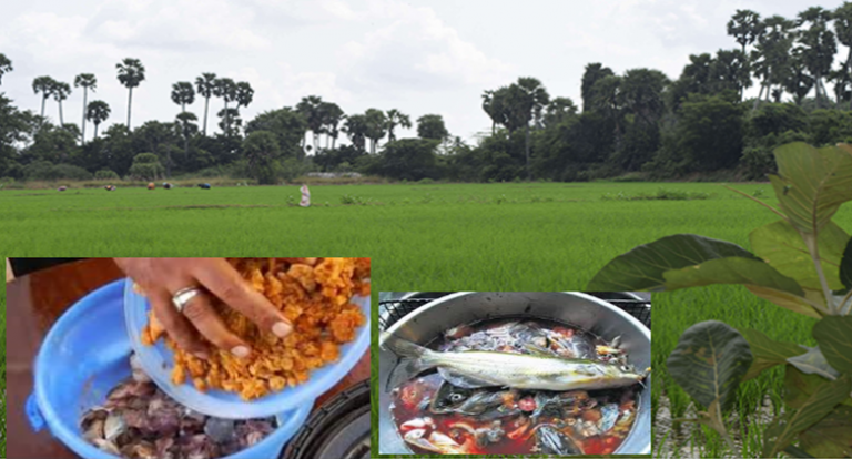 மீன் அமினோ அமிலத்தின் பயன்கள் மற்றும் தயாரிக்கும் முறைகள்